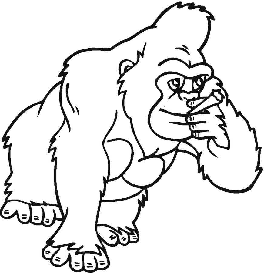 Coloring pages: Gorilla 3