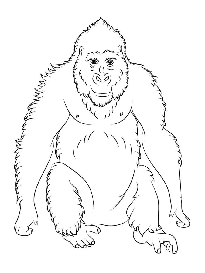 Coloring pages: Gorilla 4