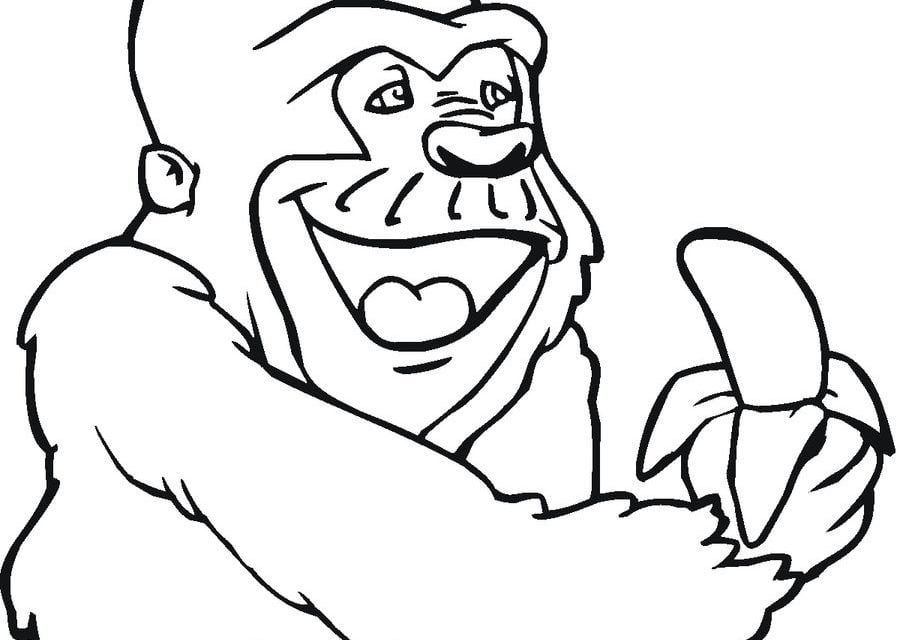 Coloring pages: Gorilla