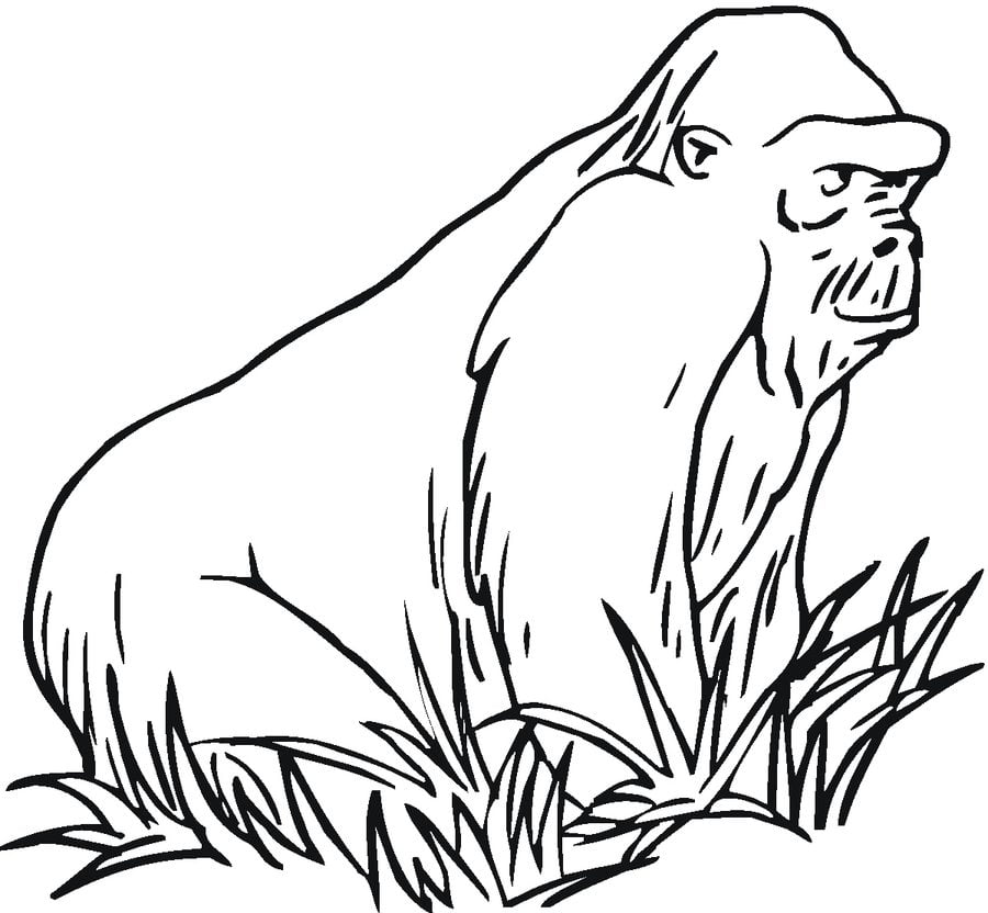 Coloring pages: Gorilla 6