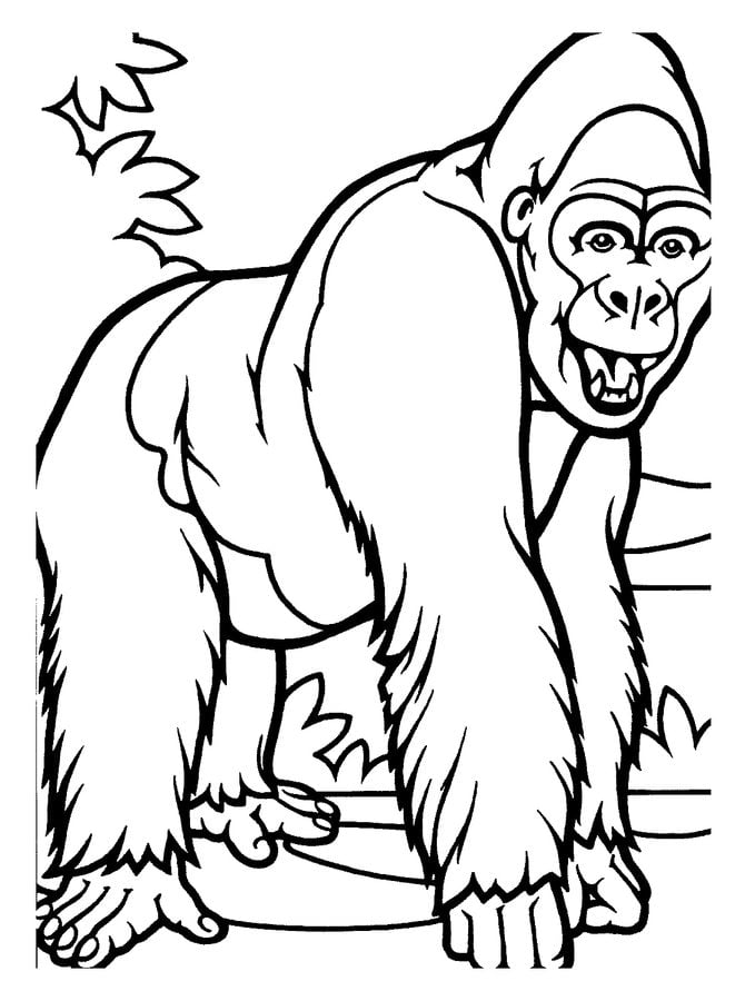 Coloring pages: Gorilla 7