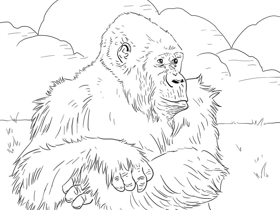 Coloring pages: Gorilla 8