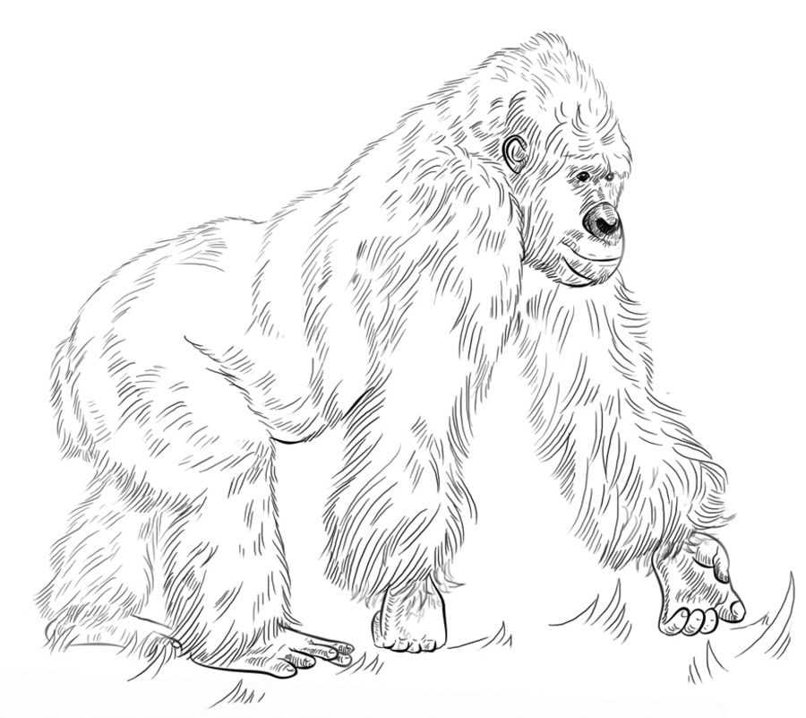 Coloring pages: Gorilla 9