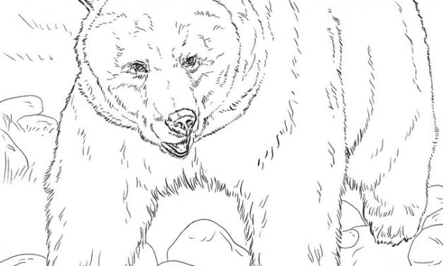 Coloring pages: Grizzly bear