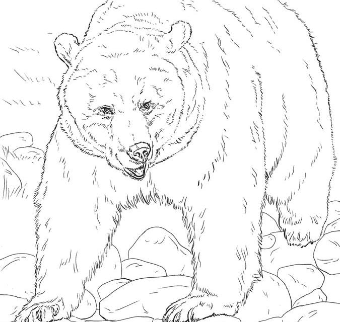 Kolorowanki: Niedźwiedź grizli