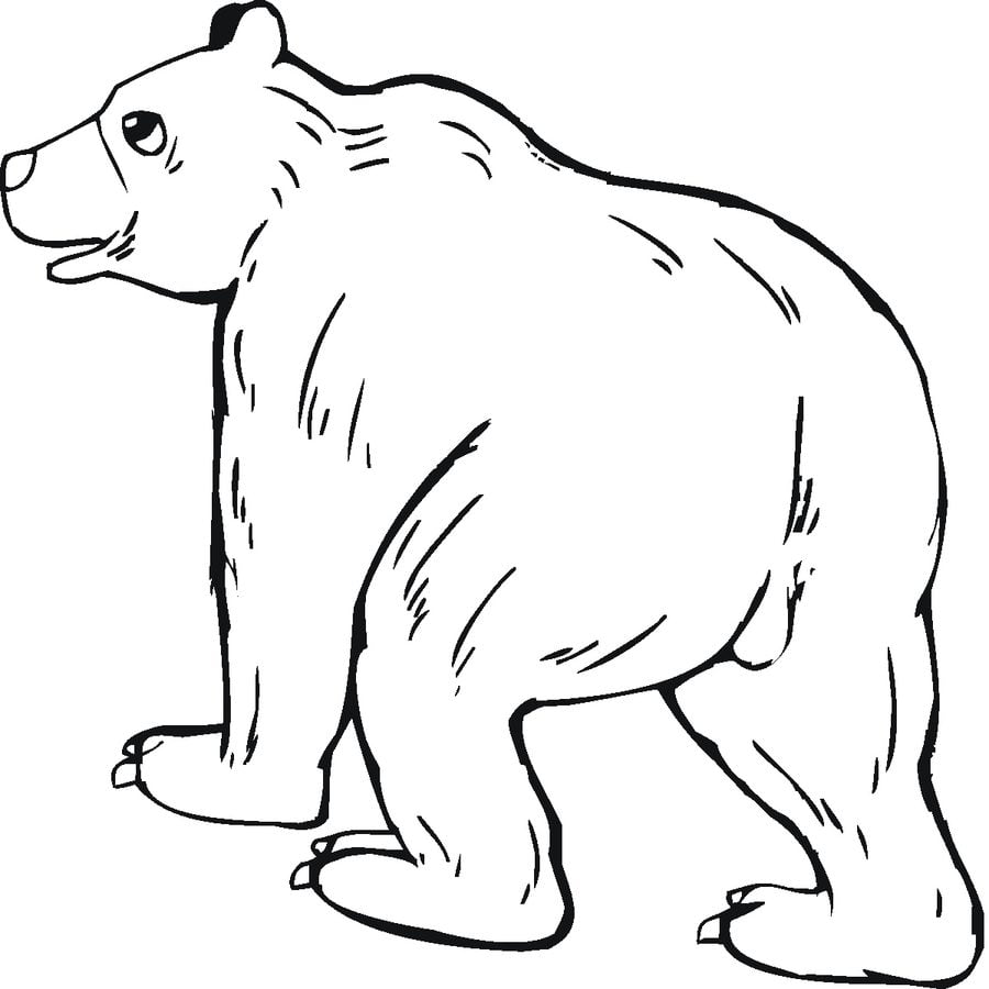 Coloring pages: Grizzly bear 3