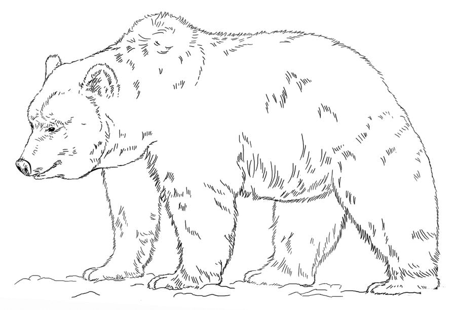 Dibujos para colorear: Oso grizzly 4