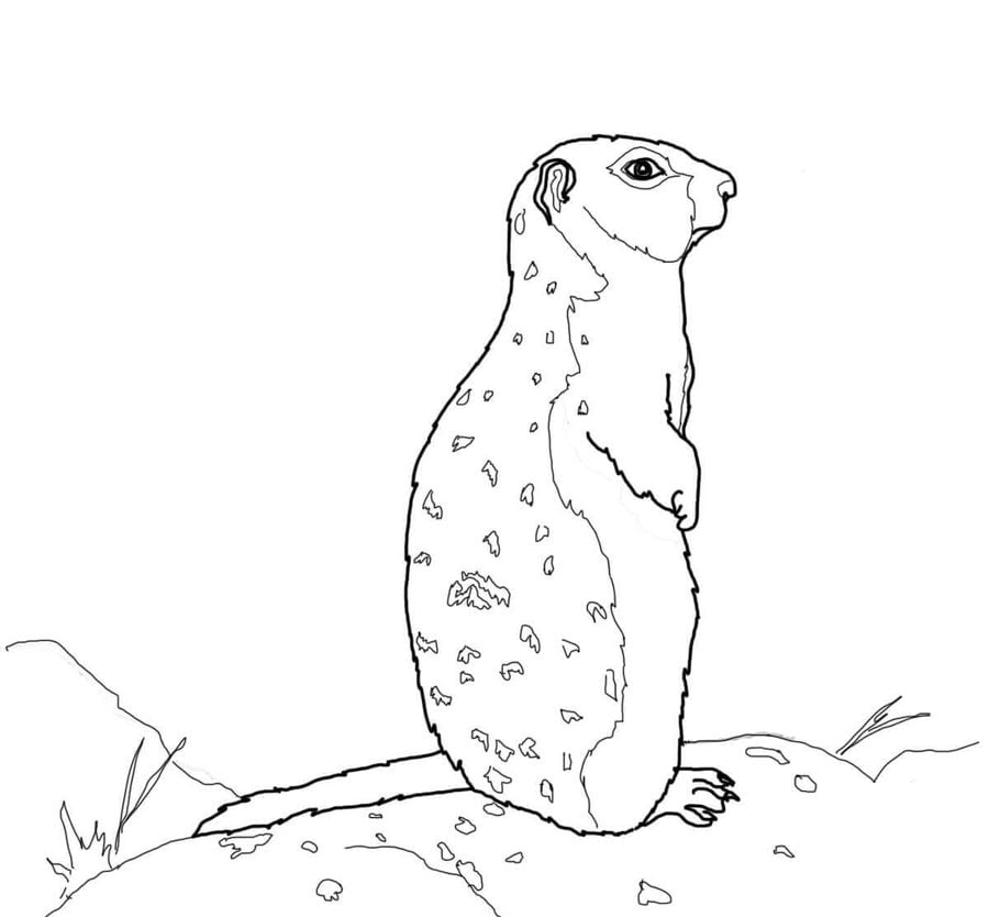Coloring pages: Ground squirrel 1