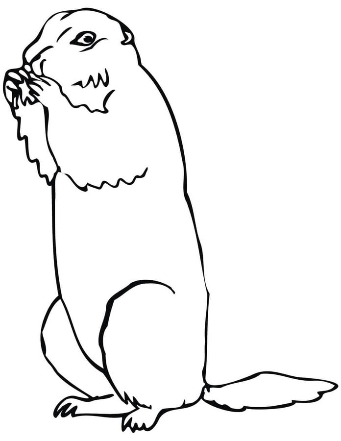 Coloring pages: Ground squirrel 2