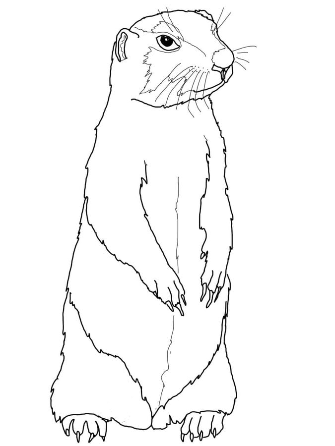 Coloring pages: Ground squirrel 6