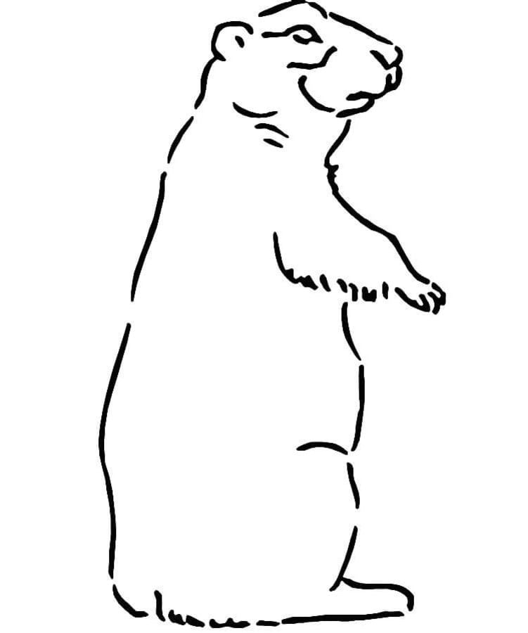 Coloring pages: Ground squirrel 7