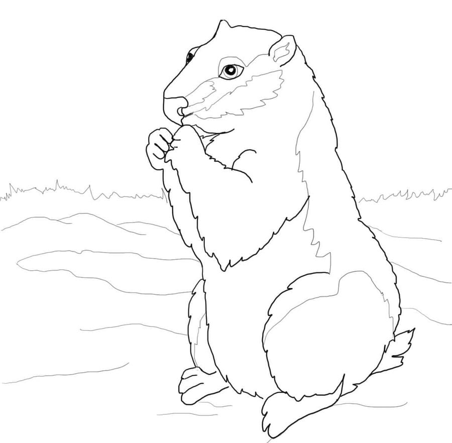 Coloring pages: Ground squirrel 9