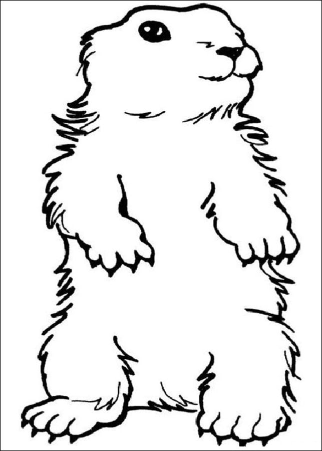 Coloring pages: Groundhog Day 1