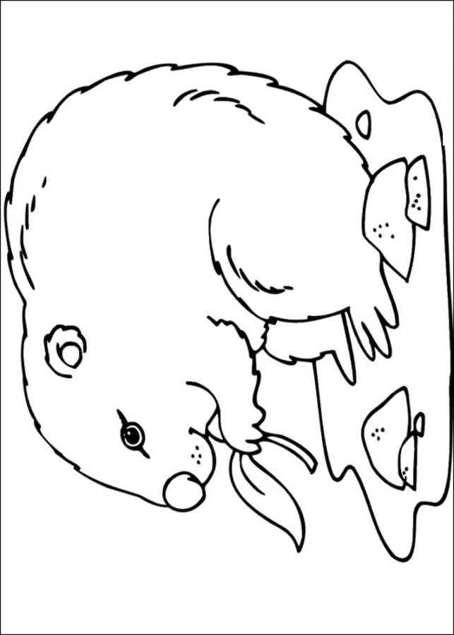 Coloring pages: Groundhog Day 3