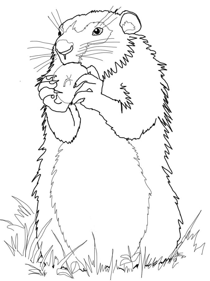 Coloring pages: Groundhog