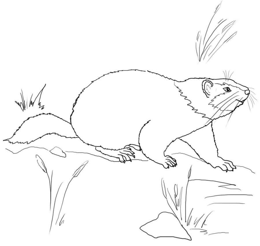 Coloring pages: Groundhog 2