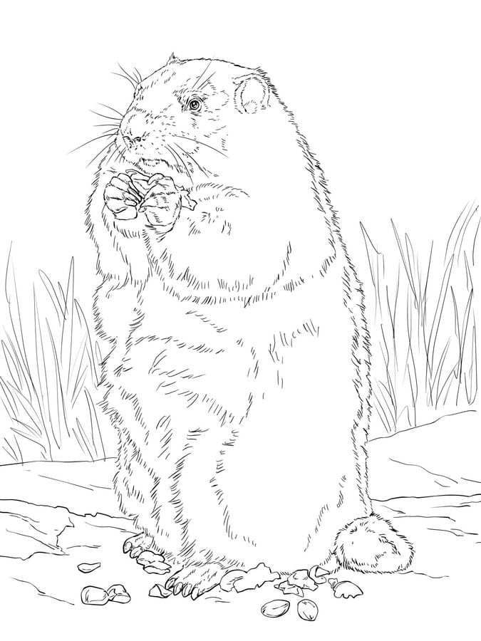 Coloring pages: Groundhog 3