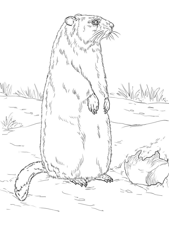 Coloring pages: Groundhog 4
