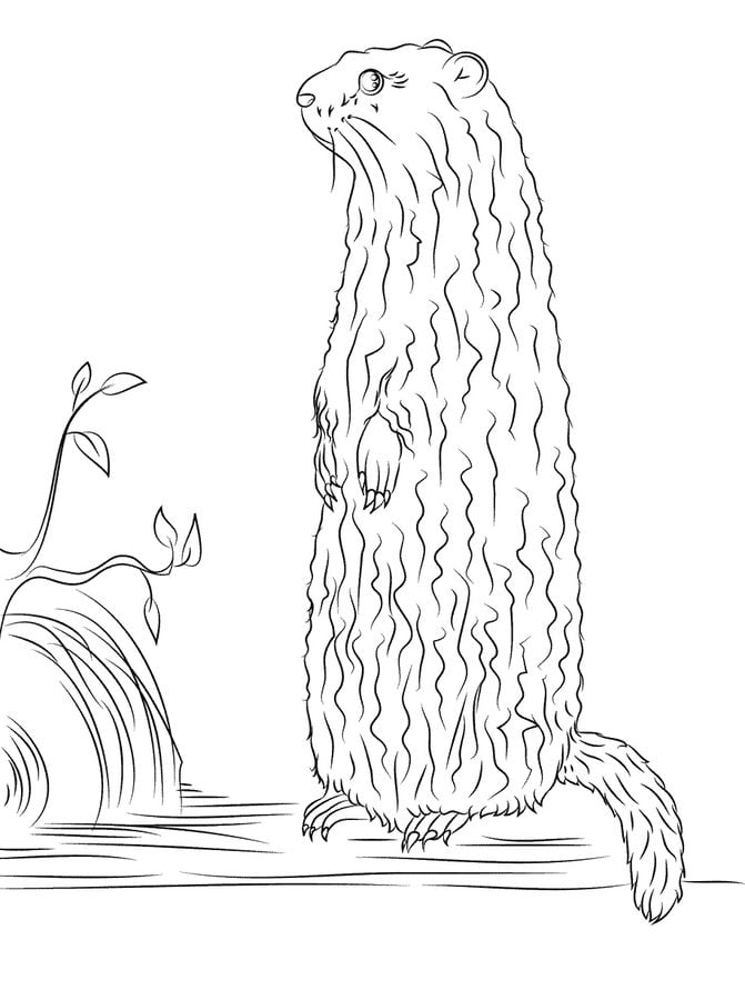 Coloring pages: Groundhog