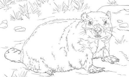 Dibujos para colorear: Marmotas canadienses