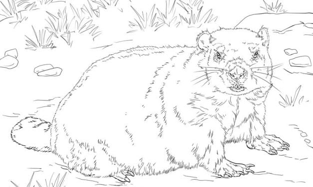 Coloring pages: Groundhog