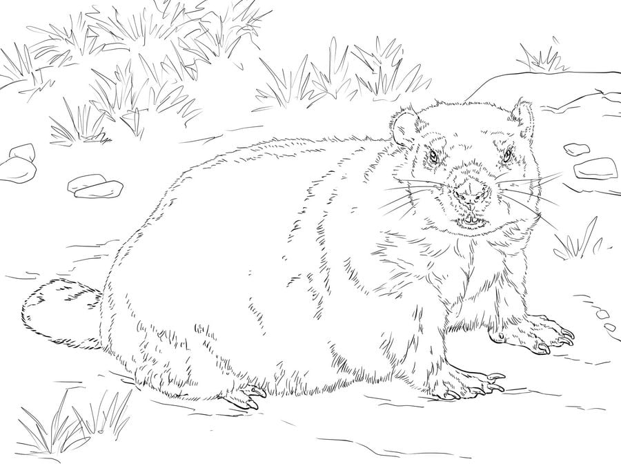 Coloring pages: Groundhog 7
