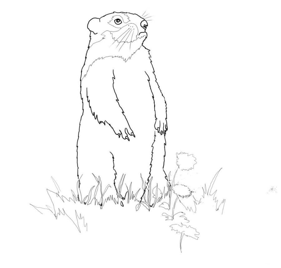Dibujos para colorear: Marmotas canadienses