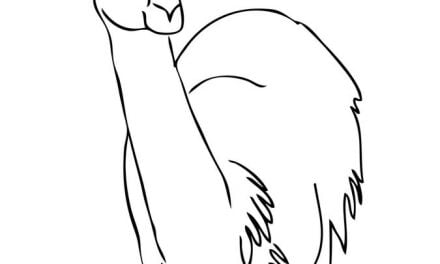 Coloring pages: Guanaco