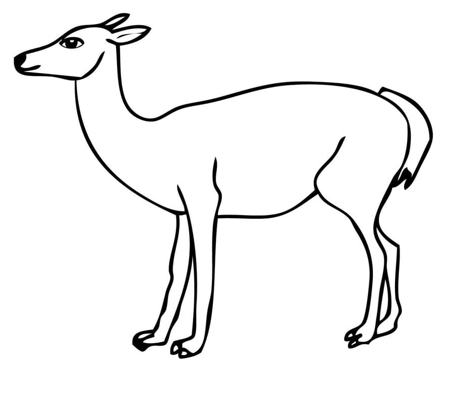 Coloring pages: Guanaco