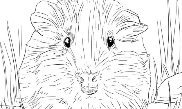 Coloring pages: Guinea pig