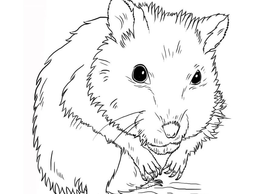 ausmalbilder erwachsene hamster  kinder ausmalbilder