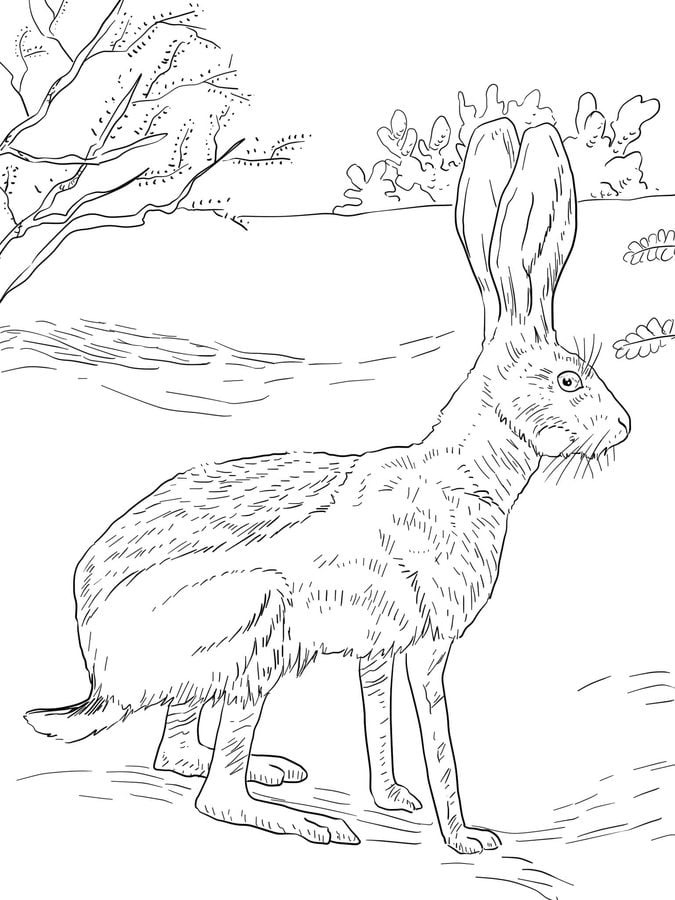Coloring pages: Hare