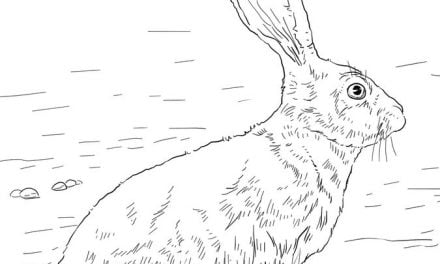 Coloring pages: Hare