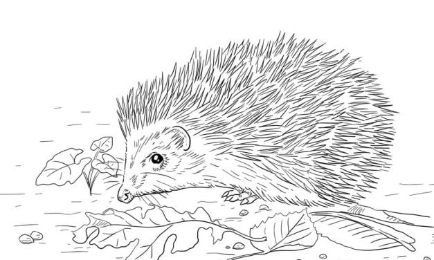 Coloring pages: Hedgehog