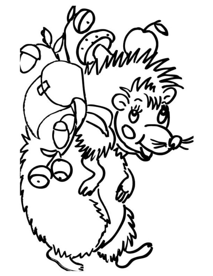 Coloring pages: Hedgehog