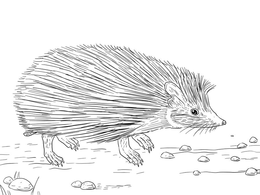Coloring pages: Hedgehog