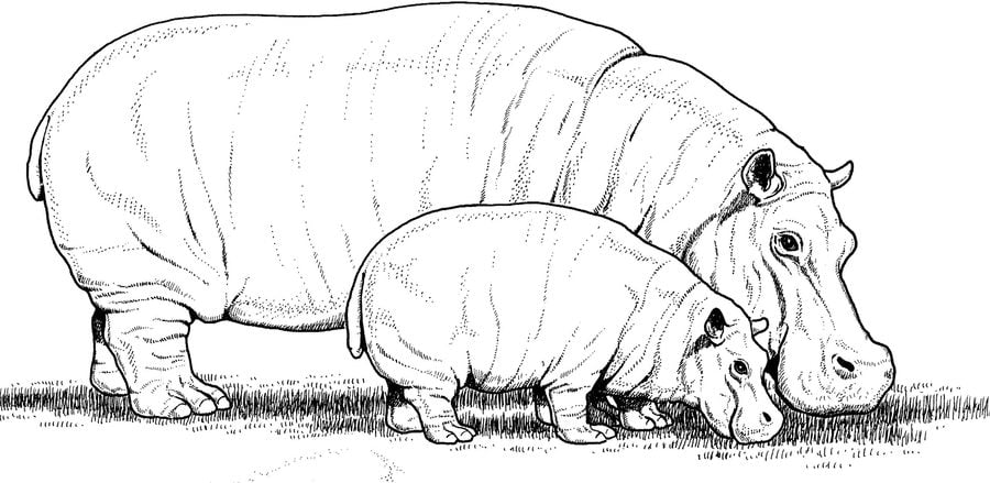 Coloring pages: Hippopotamus