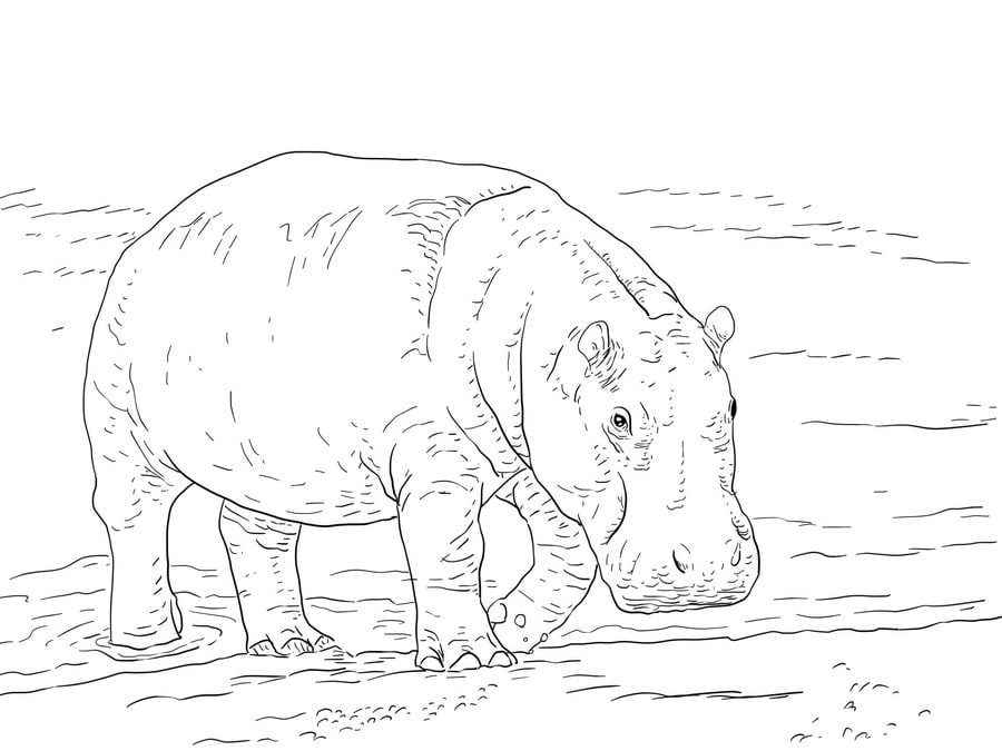 Kolorowanki: Hipopotam