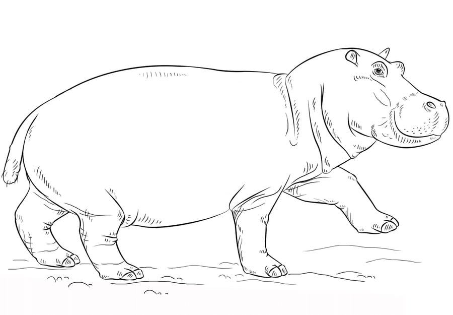 Kolorowanki: Hipopotam