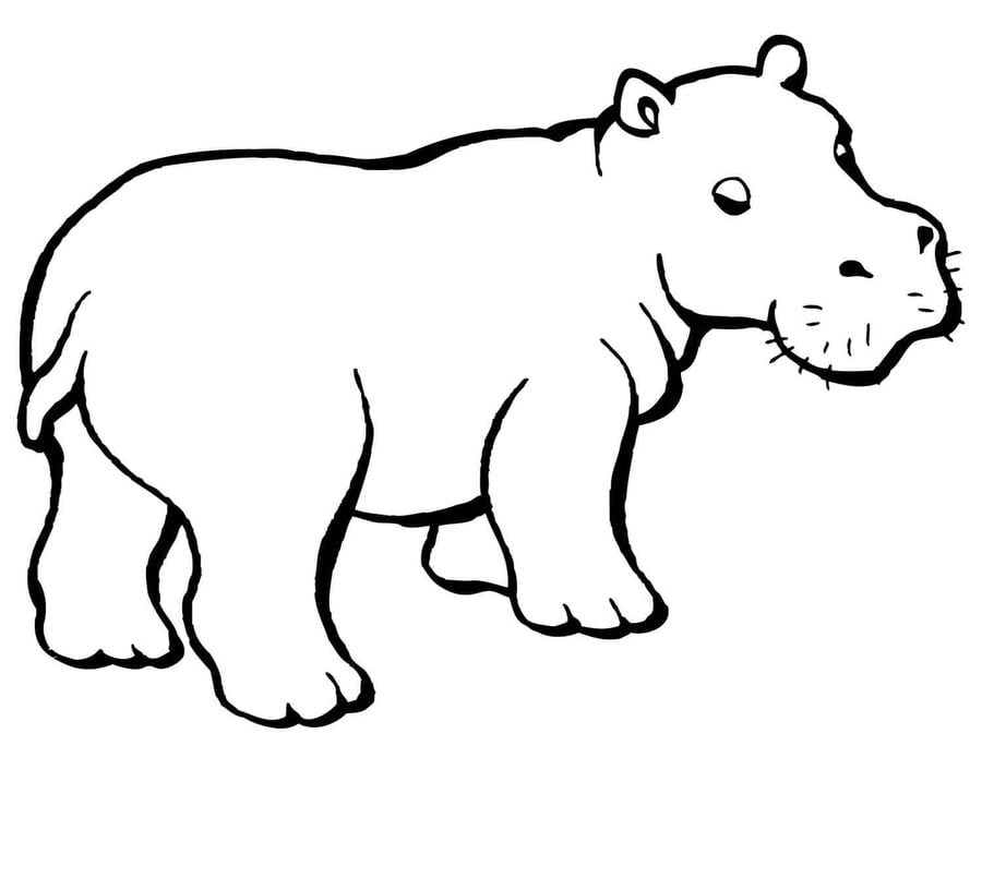 Dibujos para colorear: Hipopótamos