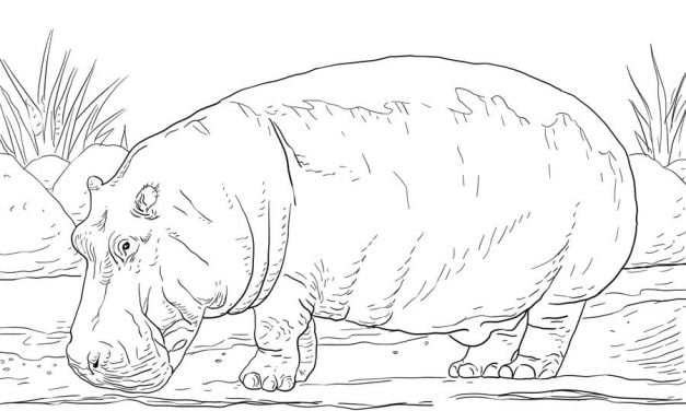 Coloring pages: Hippopotamus