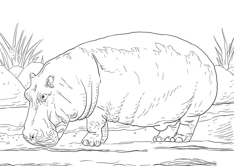 Coloring pages: Hippopotamus