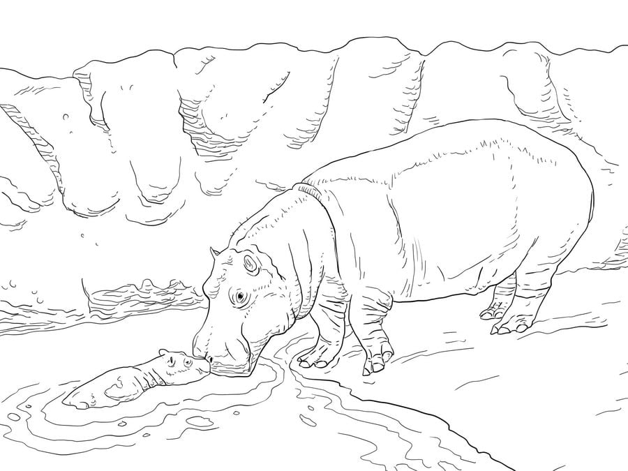 Coloriages: Hippopotames