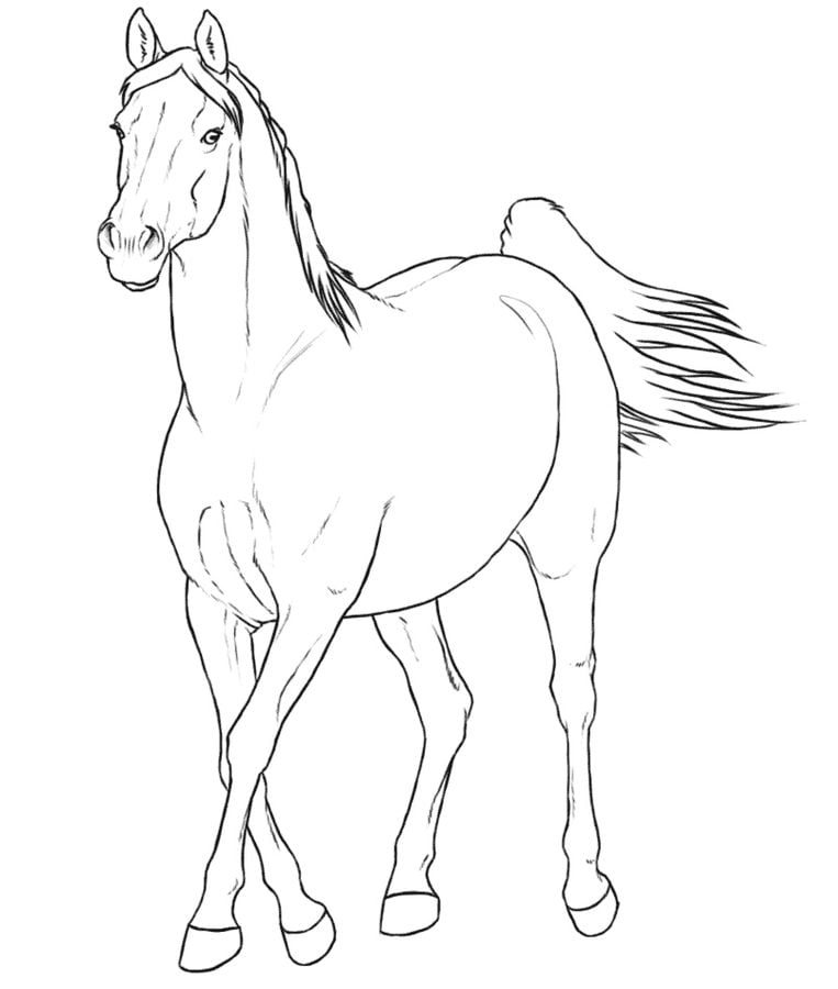 Disegni da colorare: Cavalli 2