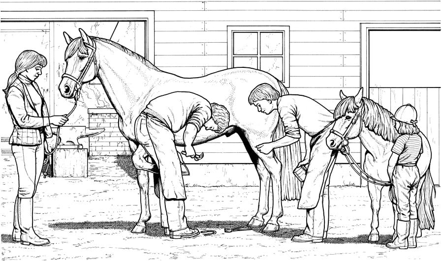 Coloring pages: Horses