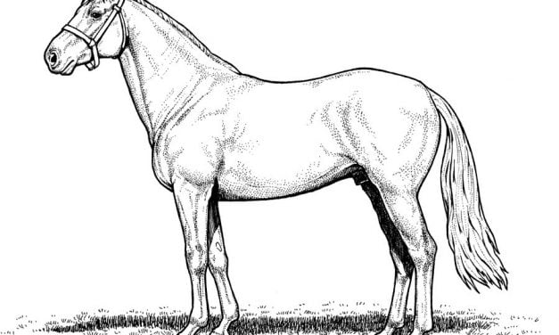 Coloring pages: Horses