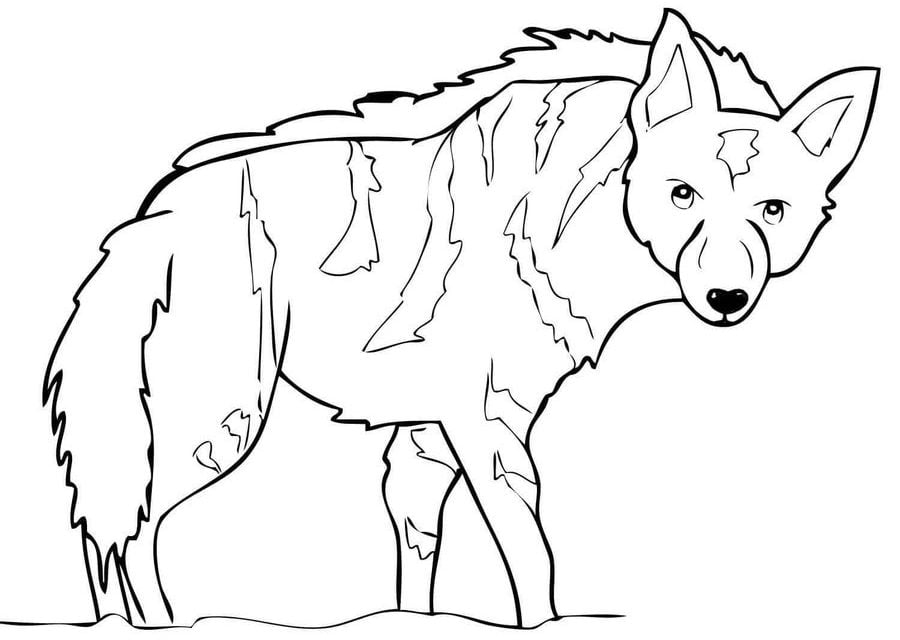 Coloring pages: Hyena