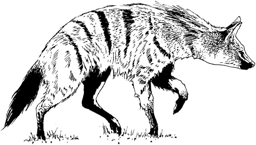 Ausmalbilder: Hyäne