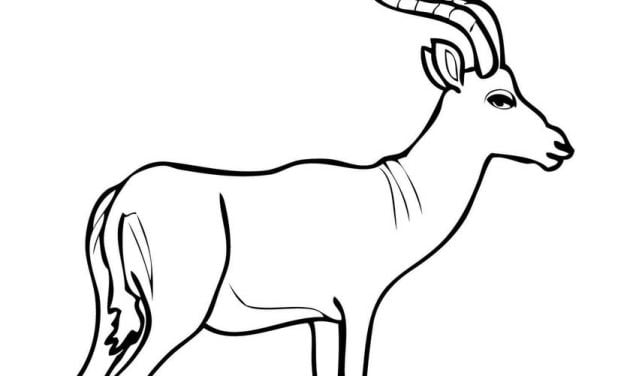 Coloring pages: Impala