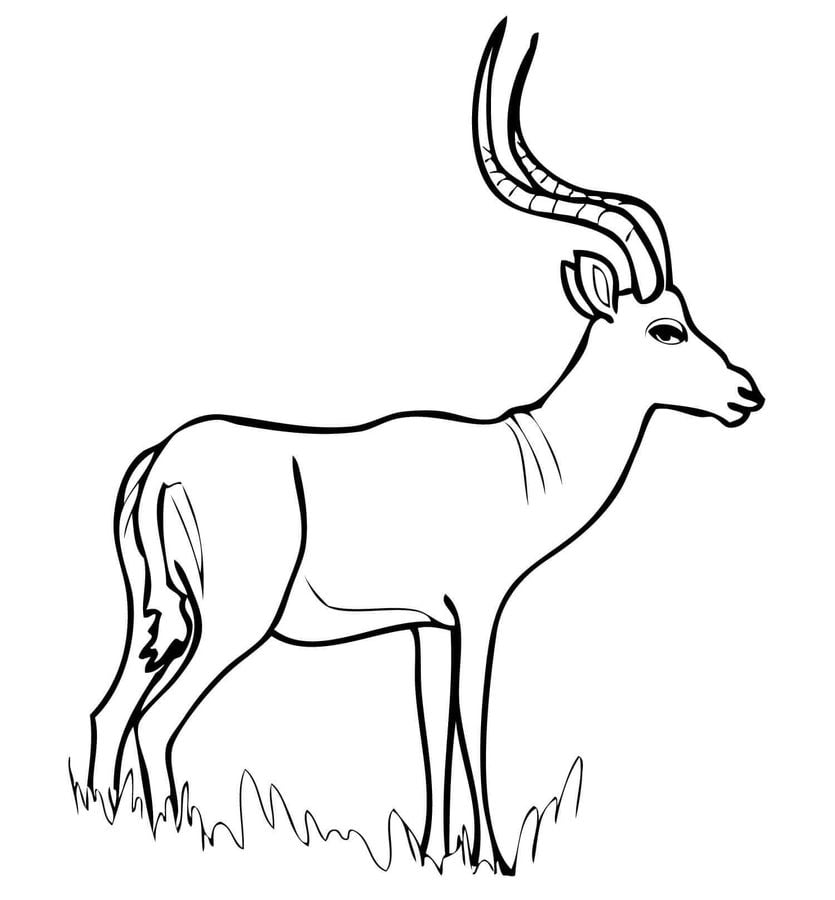 Coloring pages: Impala 1